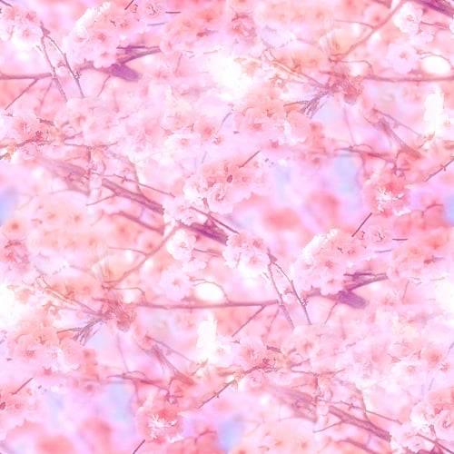 cherryBlosomes
